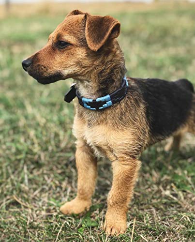 pampeano | Azules - Cuello Polo para Perros Artesanal Argentino en Piel de Primera Calidad | Caja de Regalo | Todas Las Razas de Perros | Hebilla de Acero Inoxidable Cosida a Mano de 1,5 cm de Ancho