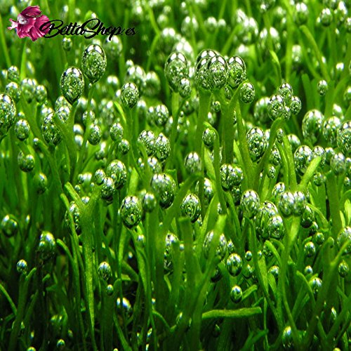 PASTILLAS DE Co2 PARA ACUARIOS PLANTADOS!!!