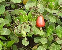 Radny 5 semillas de plantas de palma cola de zorra