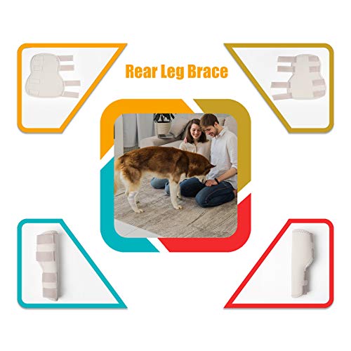 RockPet Órtesis Curadora Articulación Pata Trasera de Perro Envoltura Canina de Corvejón (M, Gris)