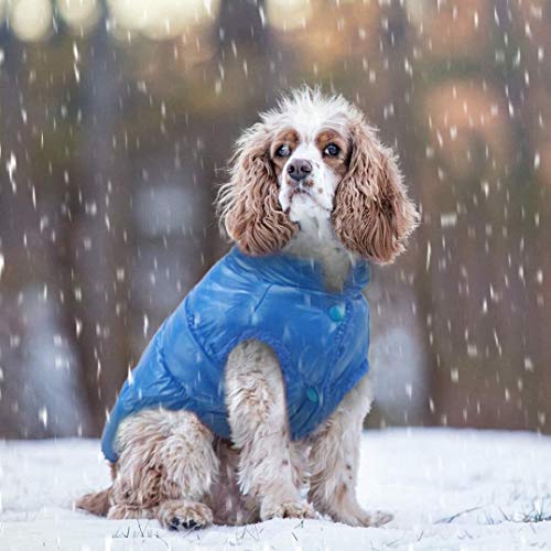 Ronglibai Ropa Perro Invierno Chaqueta Impermeable de Perrito Chihuahua Amasado for Perros pequeños Capa Media del Perrito Caliente (Color : Blue, Size : X-Small)