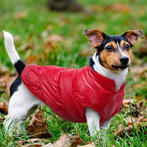 Ronglibai Ropa Perro Invierno Chaqueta Impermeable de Perrito Chihuahua Amasado for Perros pequeños Capa Media del Perrito Caliente (Color : Blue, Size : X-Small)