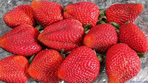 ScoutSeed 50: Helada orgánica de la Fruta Enorme RARA de Fragaria Ananassa de Las Semillas Gigantes de la Fresa - Reino Unido