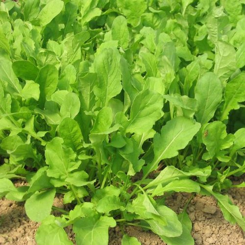 Semillas de Roquette – Eruca Sativa – 3 gramos