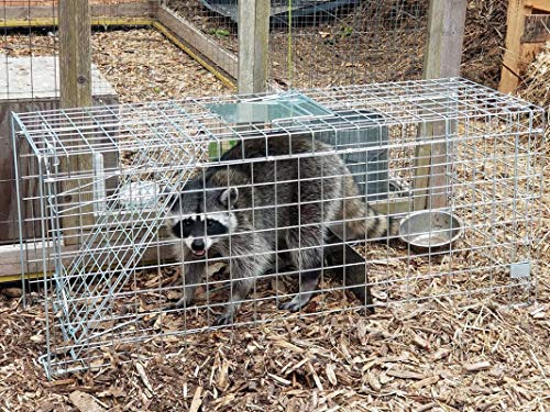 trapro grande plegable humano Animal vivo Jaula Trampa para mapache, zarigüeya, desviación de gato, conejo, y de la Marmota Armadillo