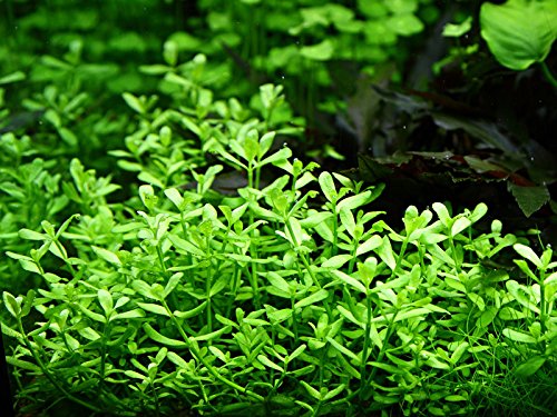 Tropica Nano Set con 3 macetas pequeñas y sencillas plantas para acuario, N.º 6 plantas acuáticas para acuario