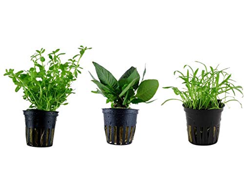 Tropica Nano Set con 3 macetas pequeñas y sencillas plantas para acuario, N.º 6 plantas acuáticas para acuario